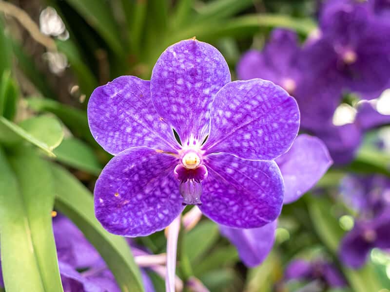 Purple Vanda Orchid