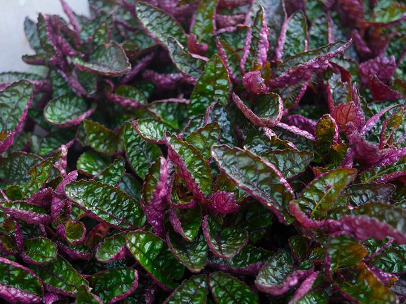 Purple Waffle Plants