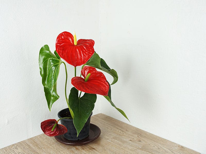 Red Anthurium Flower