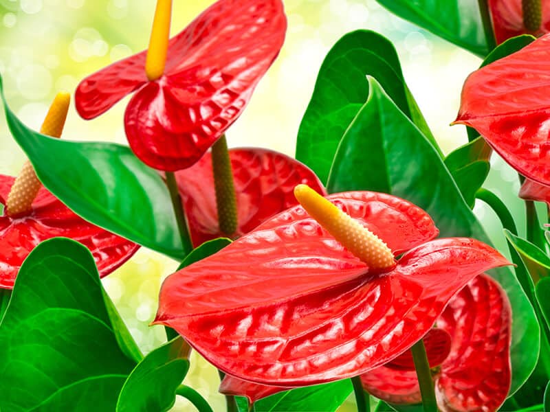 Red Anthurium Flower