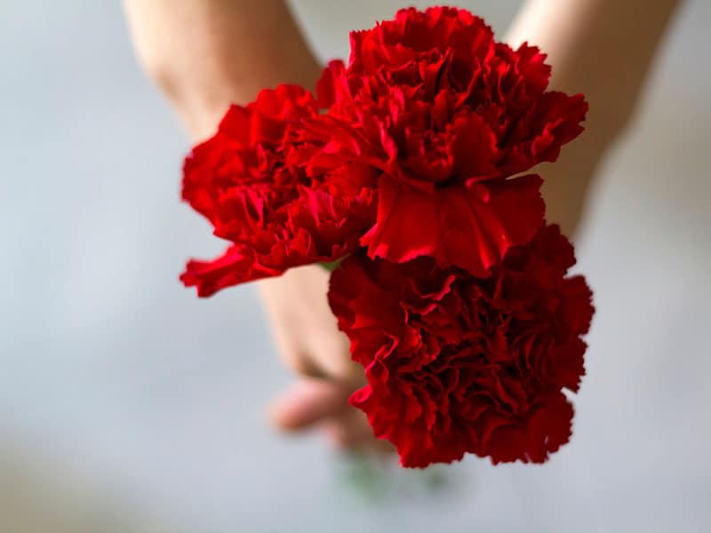 Red Carnations