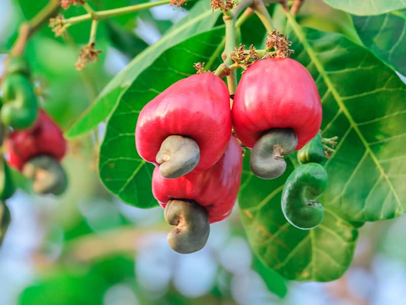 Red Cashew And Cashew Nut
