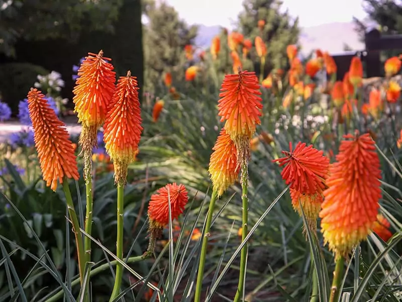 Red Hot Poker