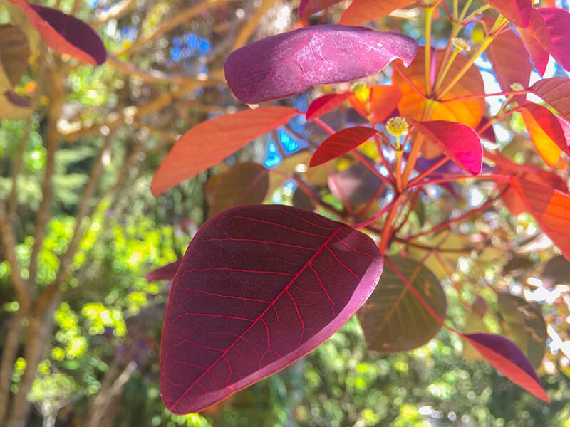 Red-Leaf Euphorbia