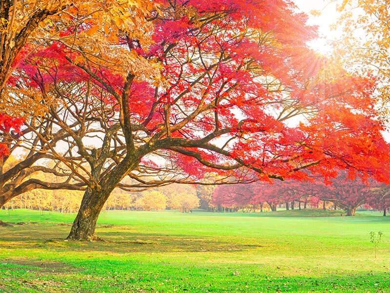 Red Leaves in The Fall