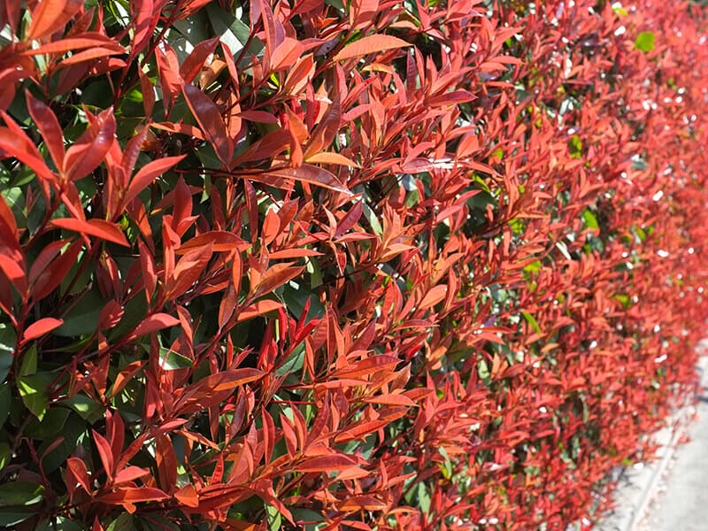 Red Tip Photinia