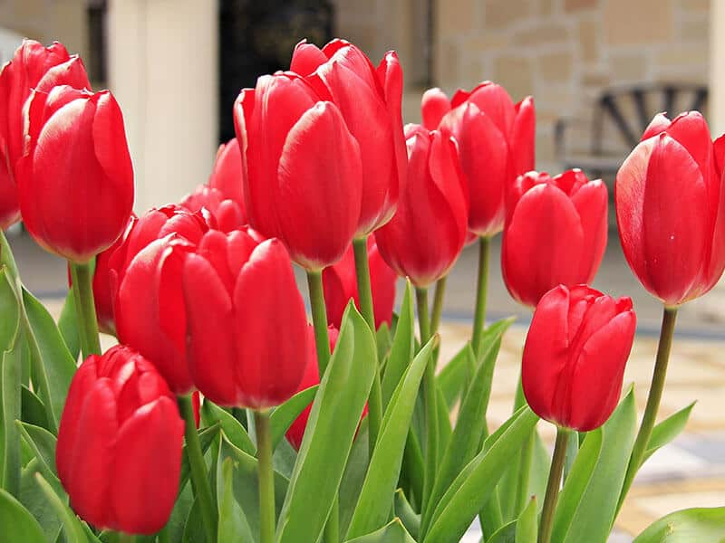 Red Tulips