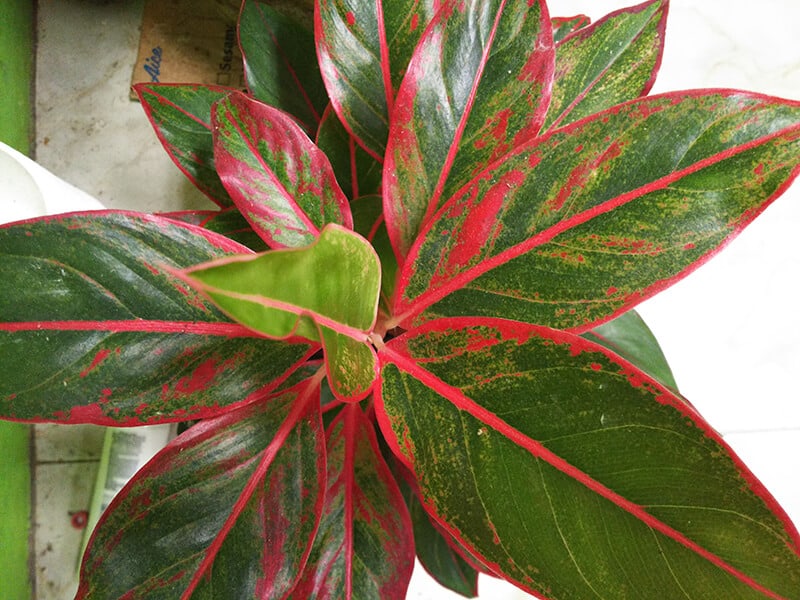 Red Vein Plant