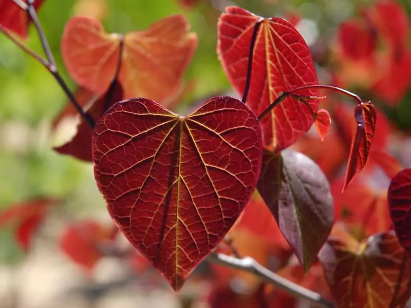 Redbud Forest Pansy