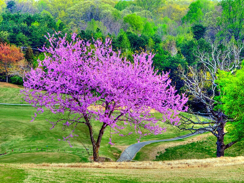 Redbud Tree