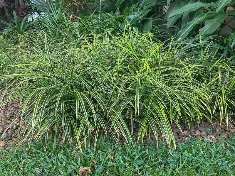 Reverse Variegated Spider Plant