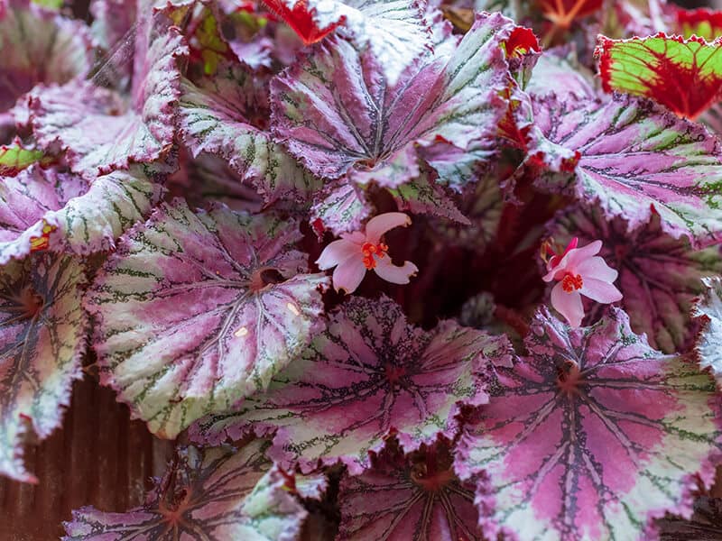 Rex Begonia