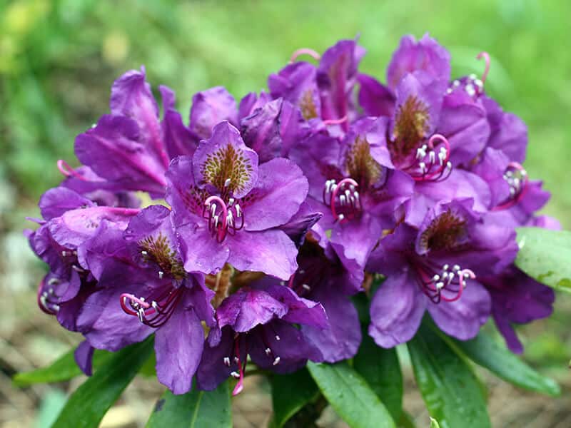 Rhododendron Bloom