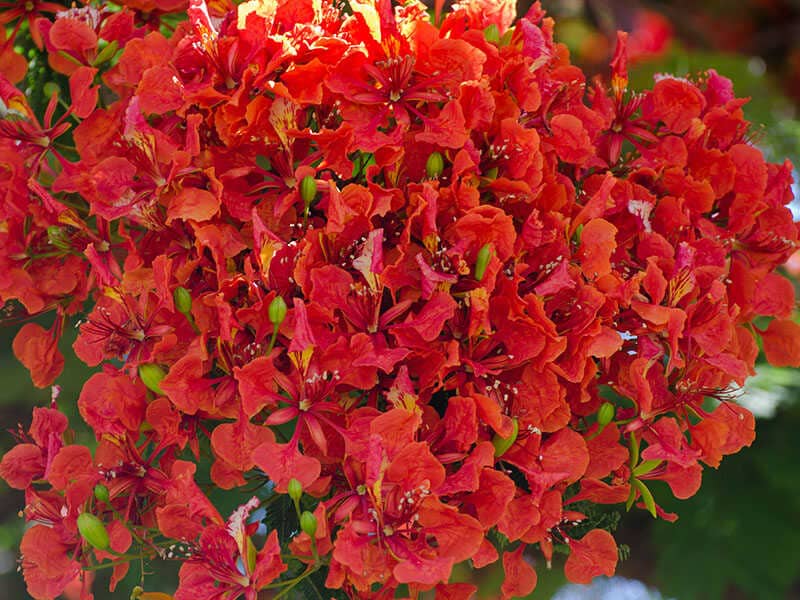 Royal Poinciana