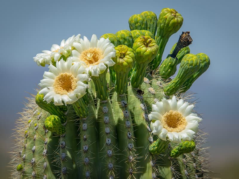 Saguaro Cactus