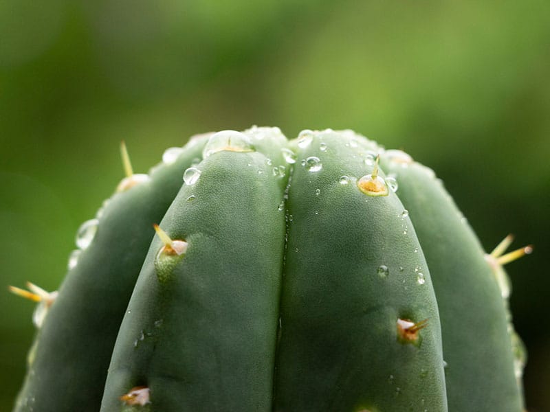 San Pedro Cactus