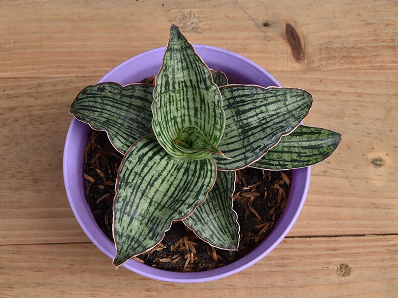 Sansevieria ‘Cleopatra’