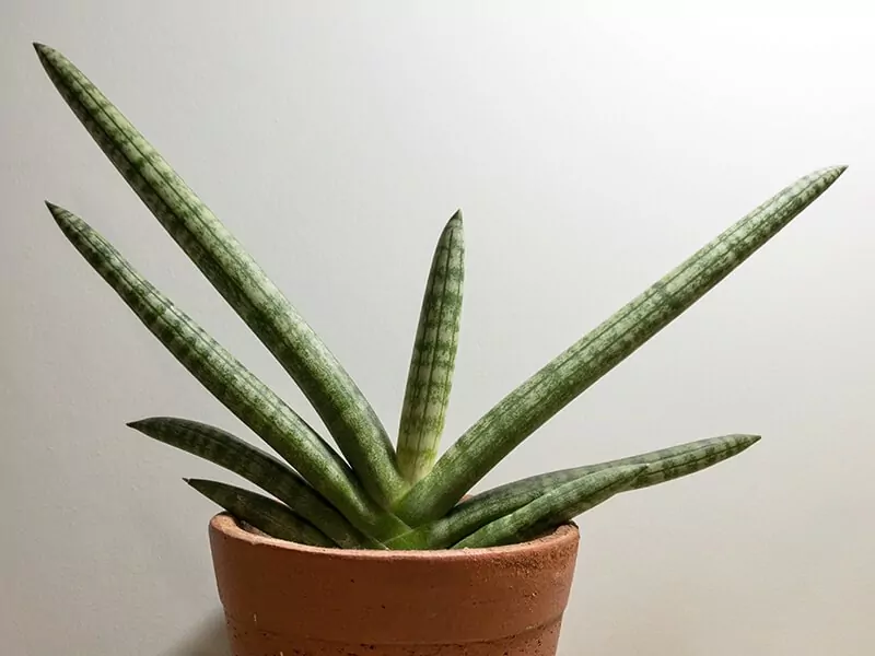 Sansevieria Cylindrica ‘Boncel’