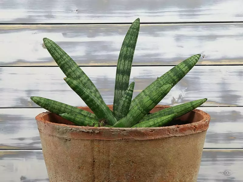 Sansevieria Eilensis