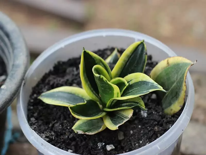 Sansevieria Fischeri