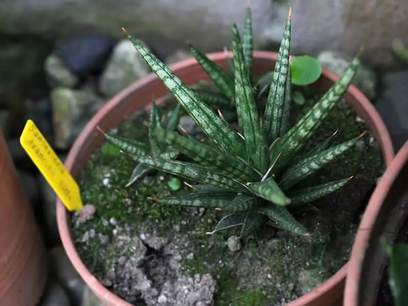 Sansevieria Francisii