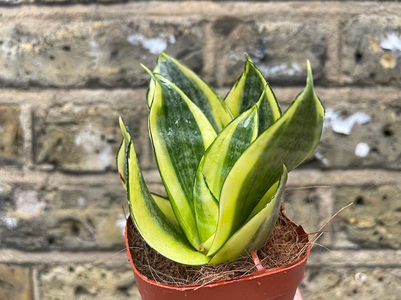 Sansevieria Golden Hahnii