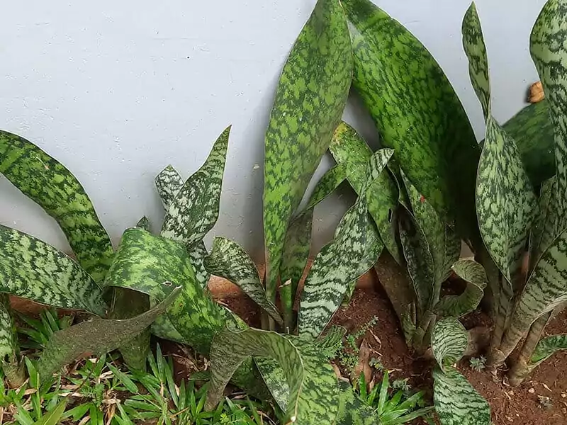 Sansevieria Hyacinthoides