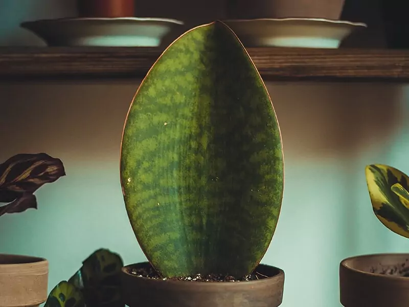 Sansevieria Masoniana F. Variegata