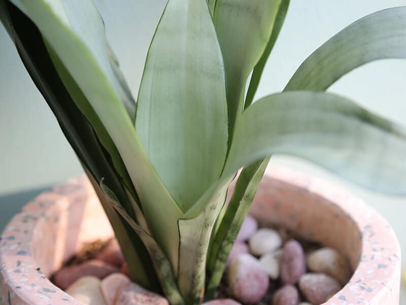 Sansevieria' Moonshine'