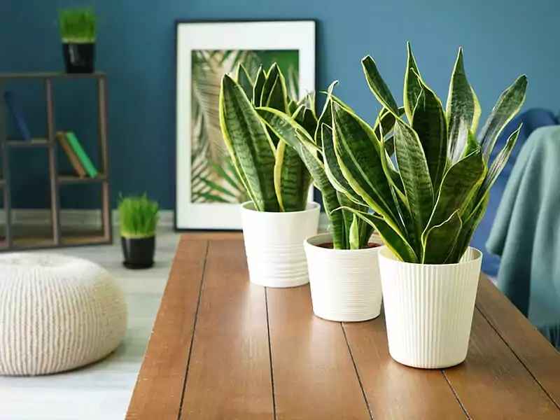 Sansevieria Plants On Table