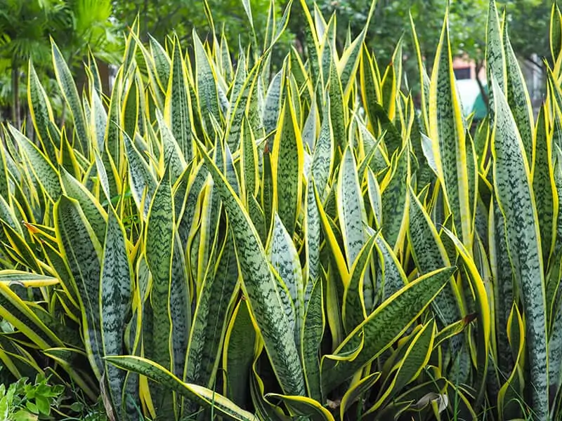 Sansevieria Trifasciata ‘Black Gold’