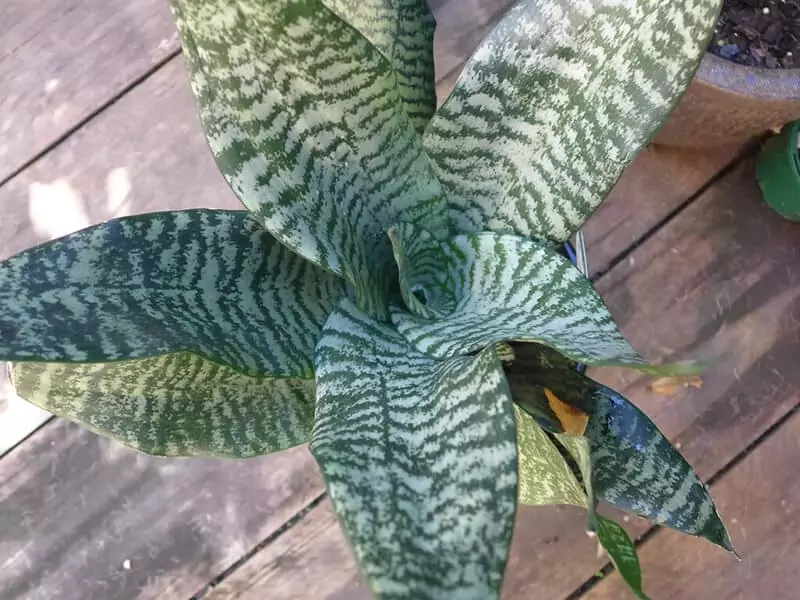 Sansevieria Trifasciata ‘Futura Robusta’