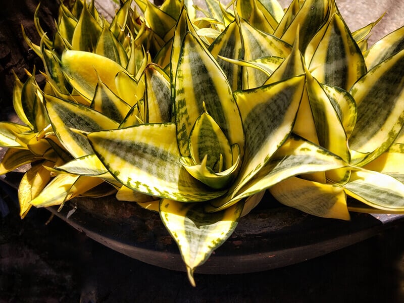 Sansevieria Trifasciata ‘Golden Hahnii’