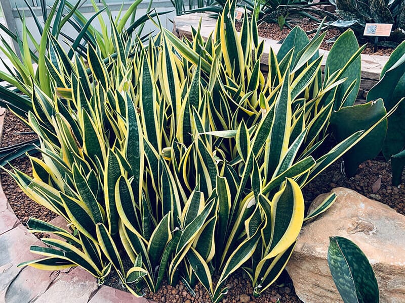 Sansevieria Trifasciata ‘Laurentii’