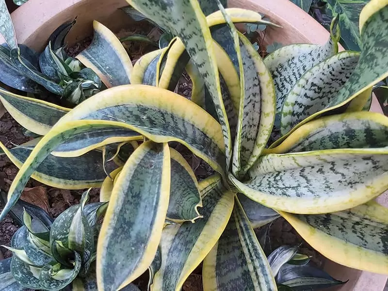 Sansevieria Trifasciata ‘Twisted Sister’