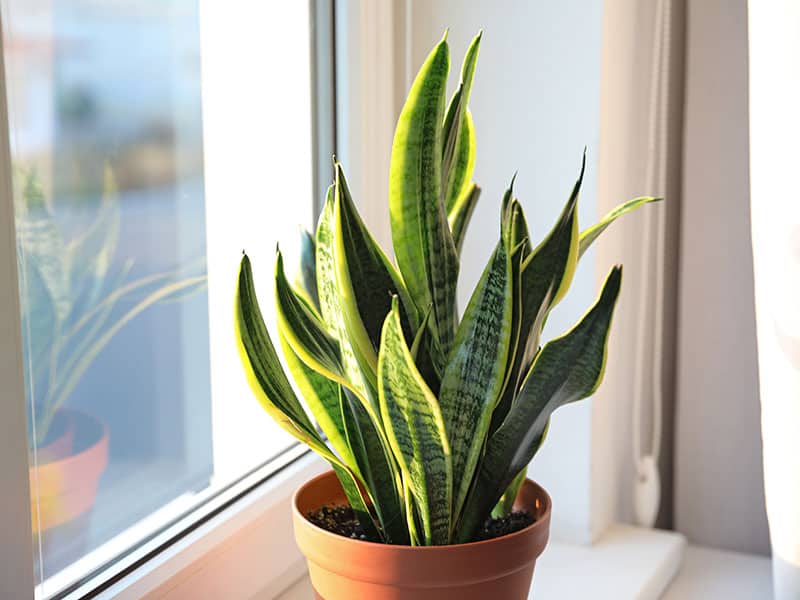 Sansevieria Trifasciata 