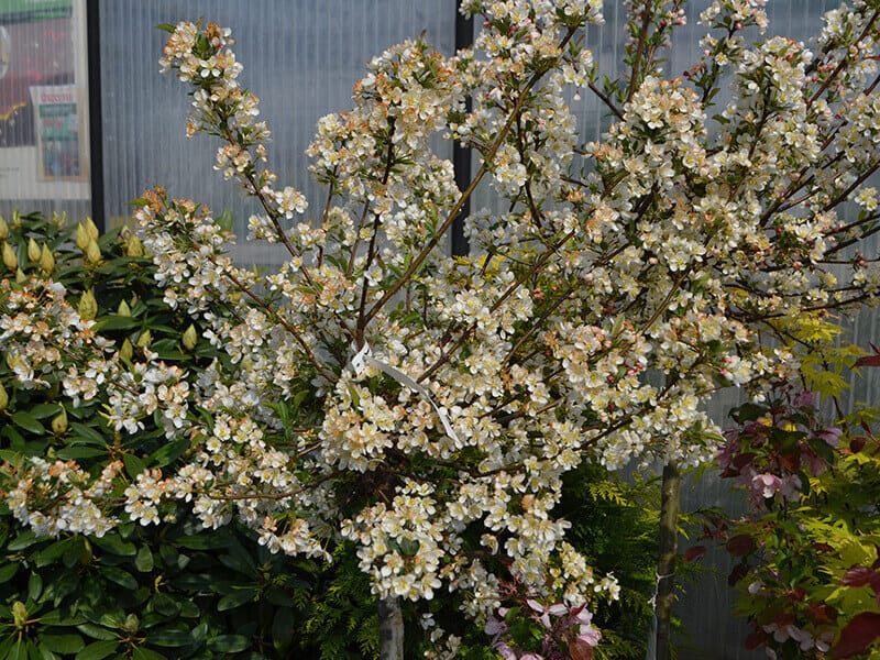 Sargent Crabapple Tree