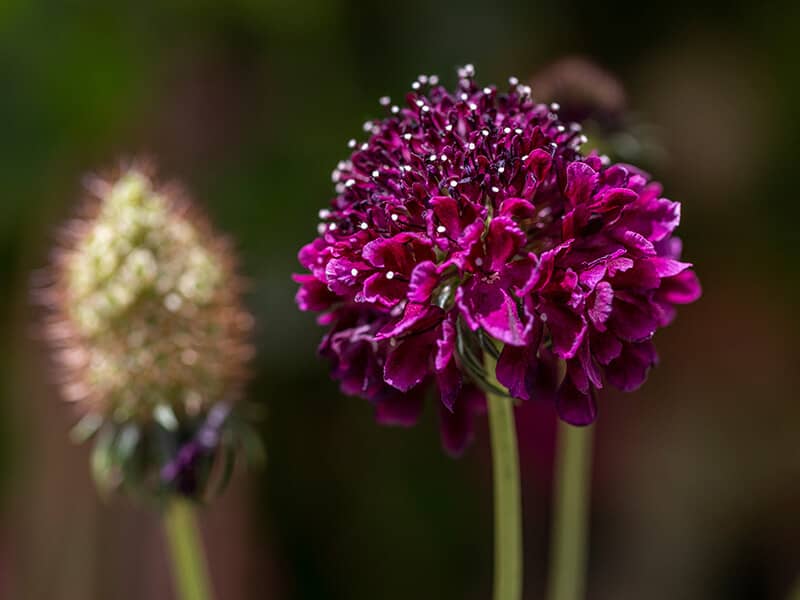 Scabiosa Purple Flower