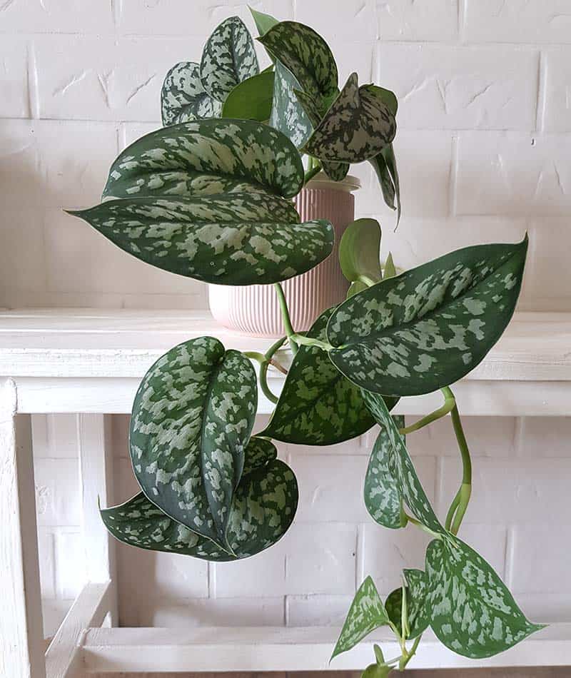 Scindapsus Pictus Or Satin Pothos