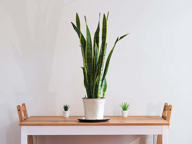 Snake Plant in Room