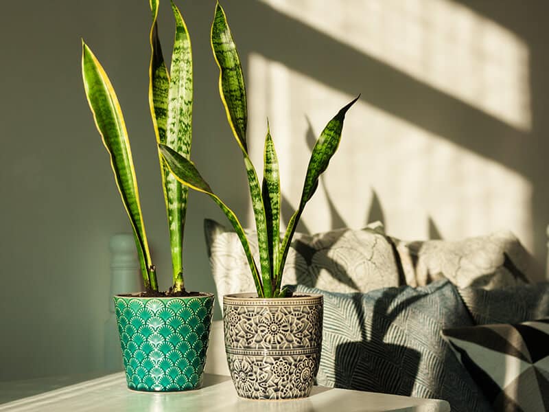 Snake Plant