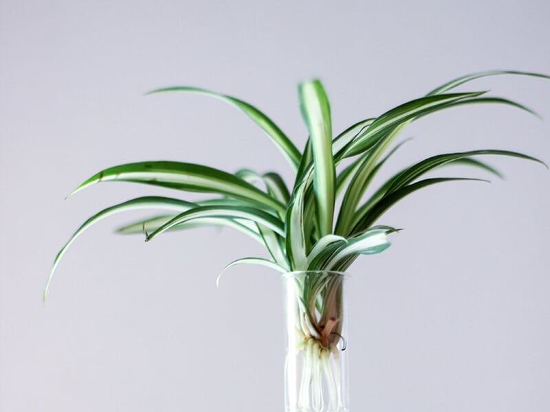 Spider Plant