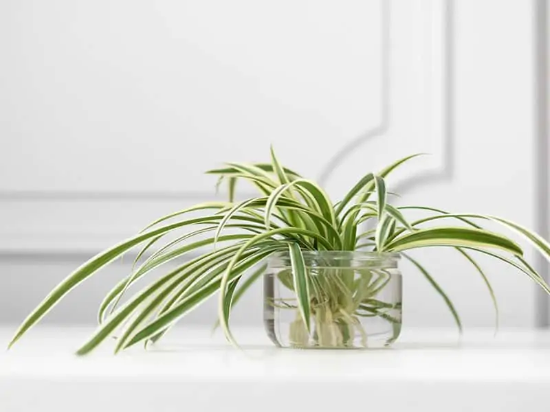 Spider Plant