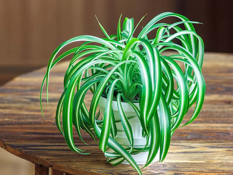 Spider Plant