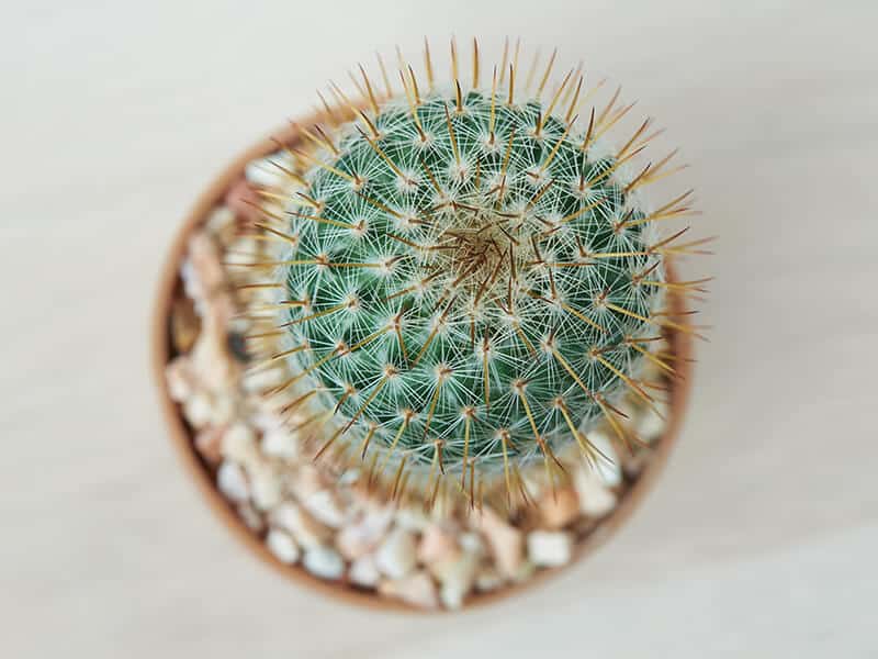 Spiny Pincushion Cactus