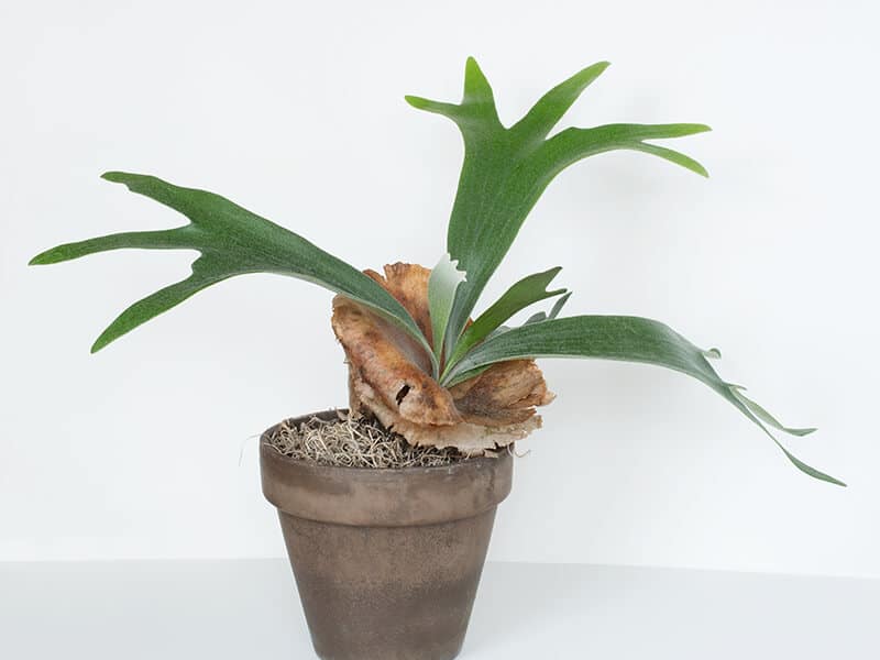 Staghorn Fern