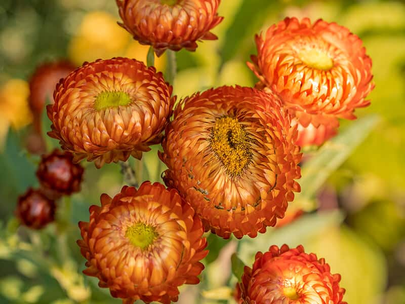 Strawflower Flowers