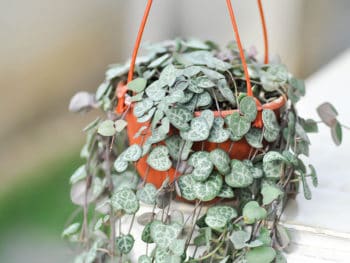 18 String Plants To Grace Every Space