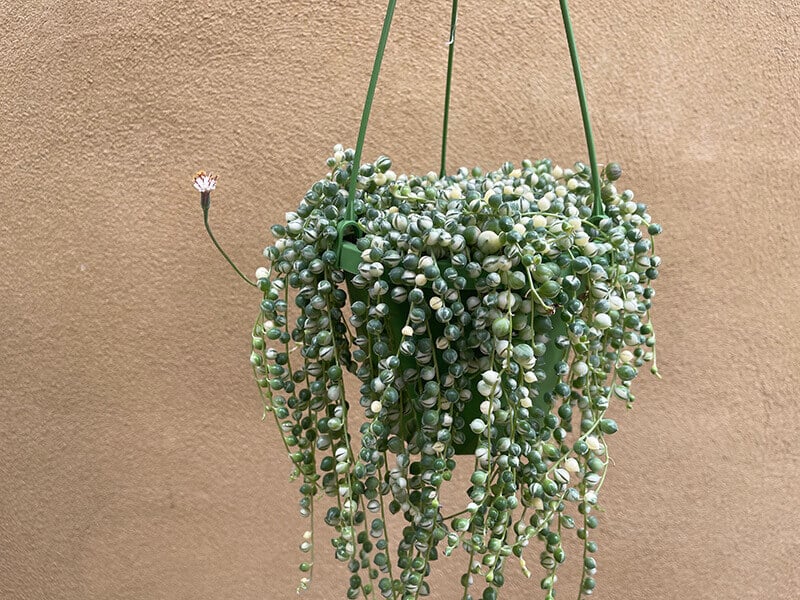 Strings Pearls Plant