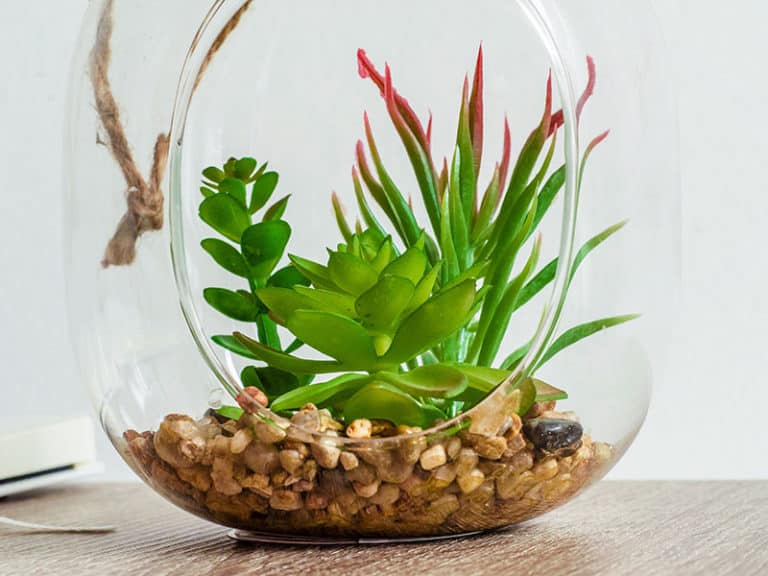 These Amazing 22 Plants Can Grow in Jars & Bottles 2024